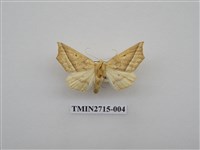 藏品(尺蛾266)的圖片